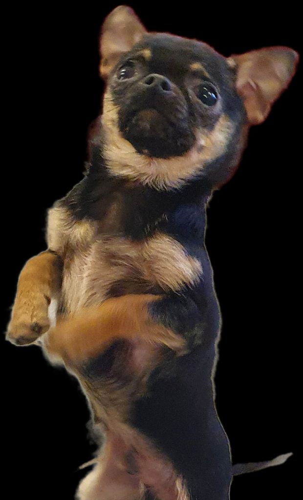 Publication : De La Contrée Des Elfes Auteur : De la contree des elfes 