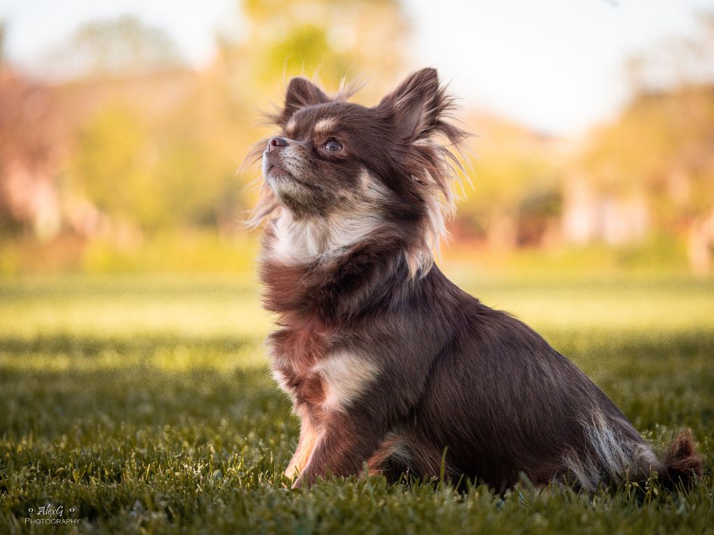 Publication : Des Petits Trésors Mexicains Auteur : AlexG-Photography
