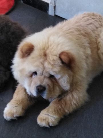 Prince Du Domaine Des Colibris