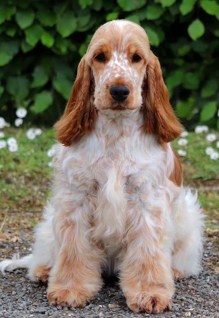 Publication : of Never Say Goodbye Auteur : Lorraine Fortin