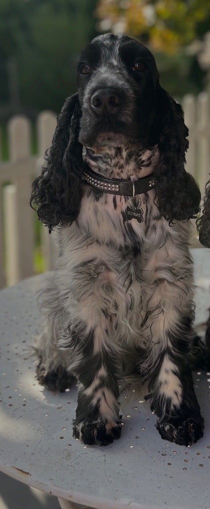 Publication : of Dineper Auteur : Amandine Tournier