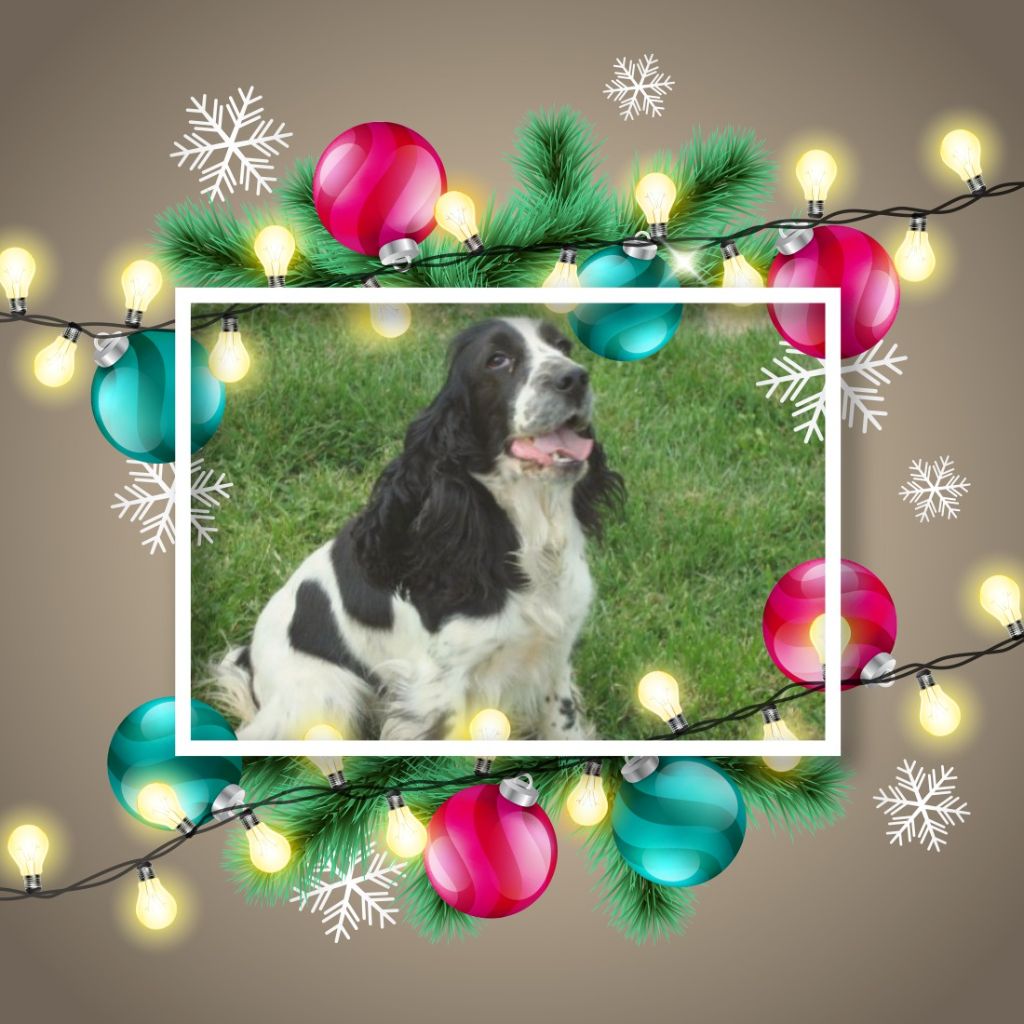 Publication : des Joyaux d'Alésia Auteur : Montage Des Joyaux D'Alésia