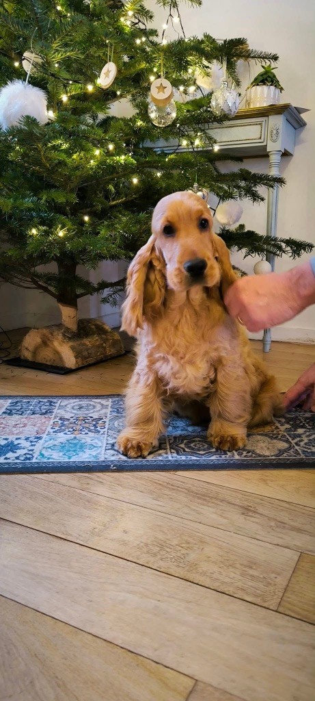 Publication : du Bois d'Achelles 