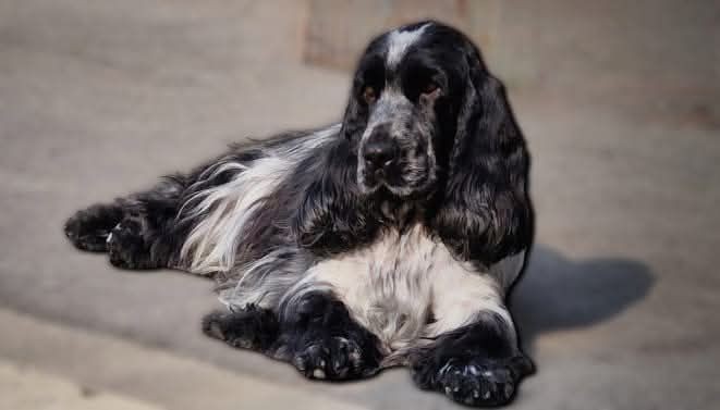 Publication : De kerfeuil 