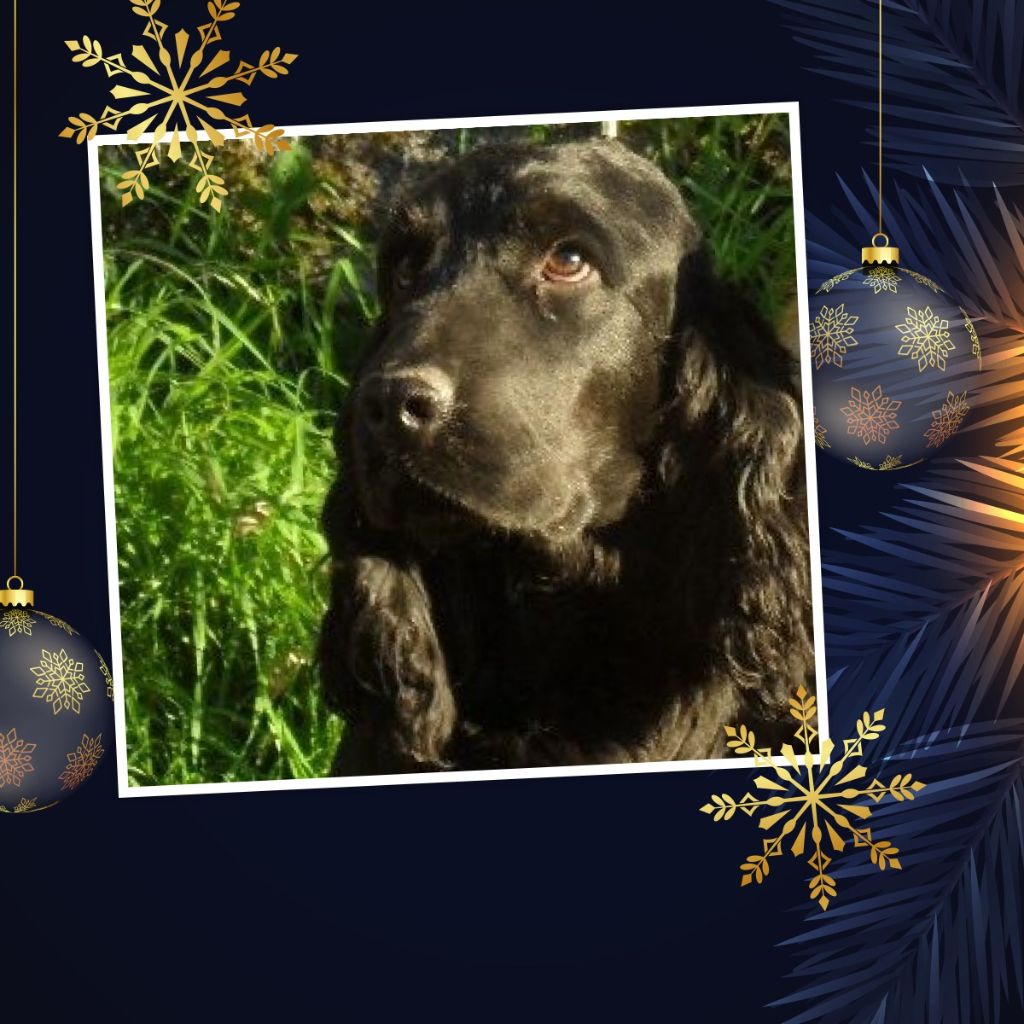 Publication : des Joyaux d'Alésia Auteur : Montage Des Joyaux D'Alésia