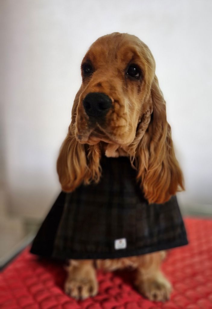 Publication : De kerfeuil