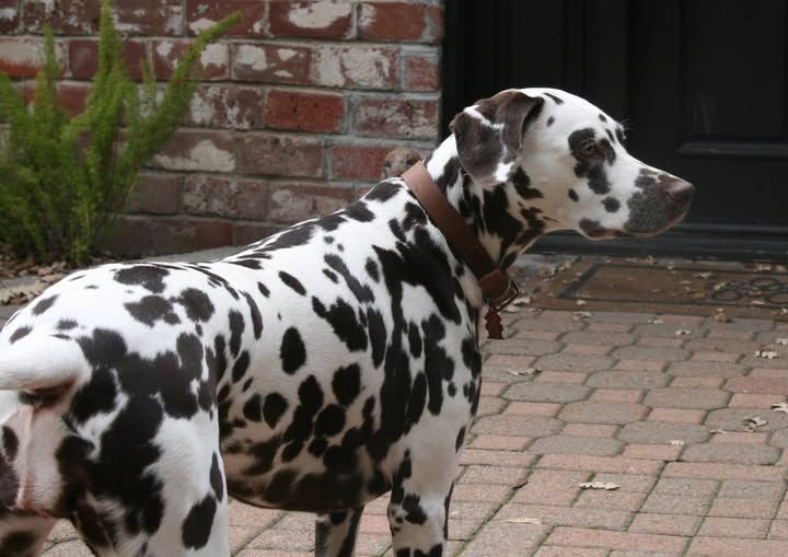 caprilli's Kickstart my heart