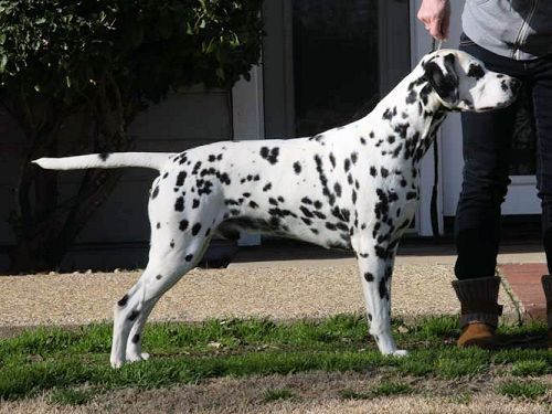 Proctor's Sundial nu revolution