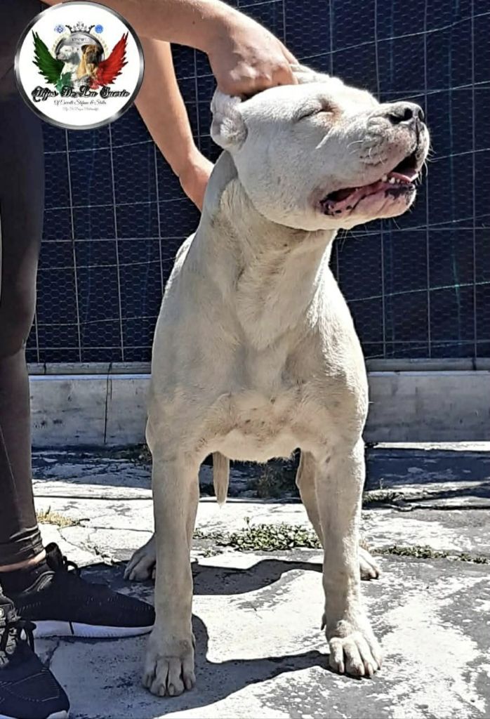 Stella del gitano viejo