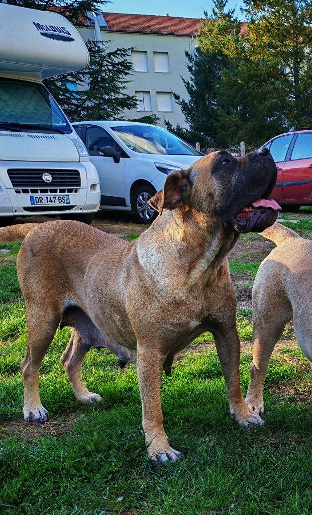 Publication : von den velay bergen Auteur : Von Den Velay Bergen