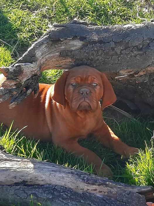 Publication : De L'Elite Royal Dog Auteur : Elite Royal Dog