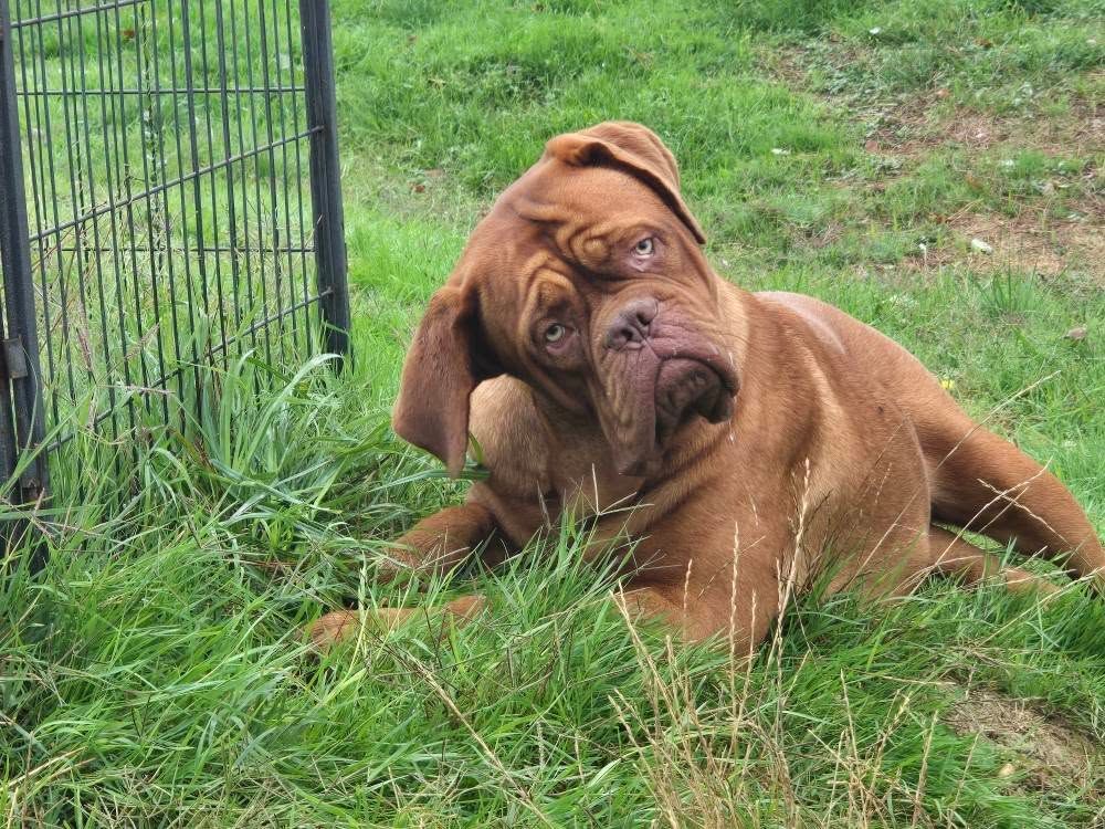 Publication : De L'Elite Royal Dog Auteur : Elite Royal Dog