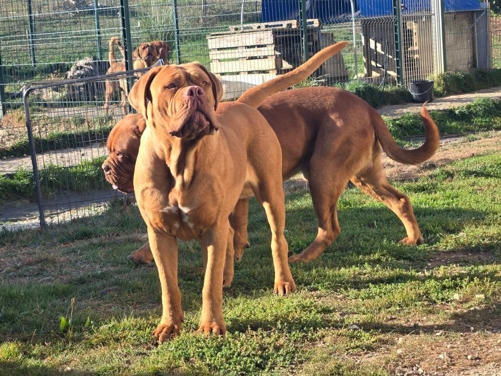 Publication : De L'Elite Royal Dog Auteur : Elite Royal Dog 