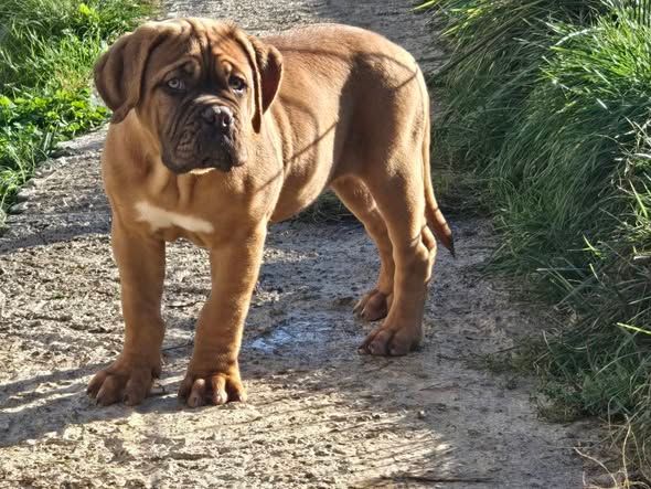 Publication : De L'Elite Royal Dog Auteur : Elite Royal Dog