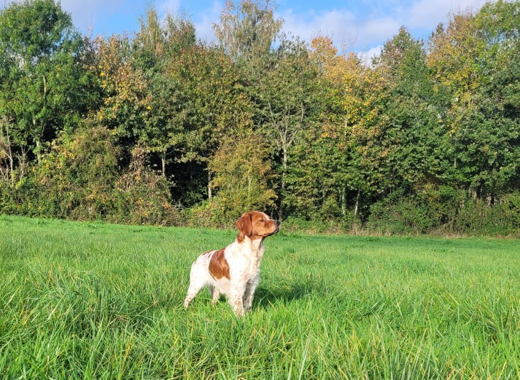 Publication : de la plume picarde Auteur : Alexandre Dominique