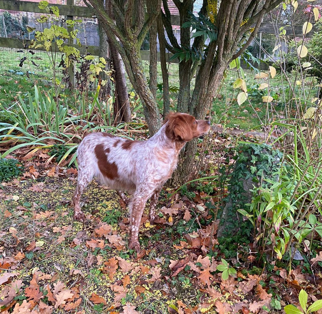 Publication : Du pays d'artois