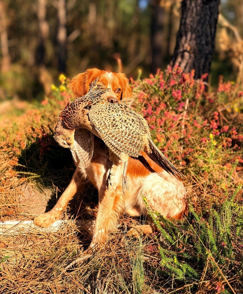 Publication : De La Belle Des Bruyères 