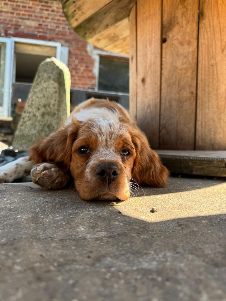 Publication : Du pays d'artois 