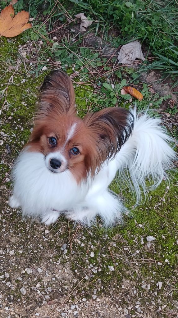 Publication : Des Fleurs De Sakura Auteur : estelle flores