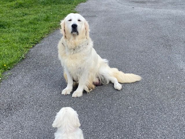 Publication : d'Edennefamily Auteur : Elevage D' Edenne Family