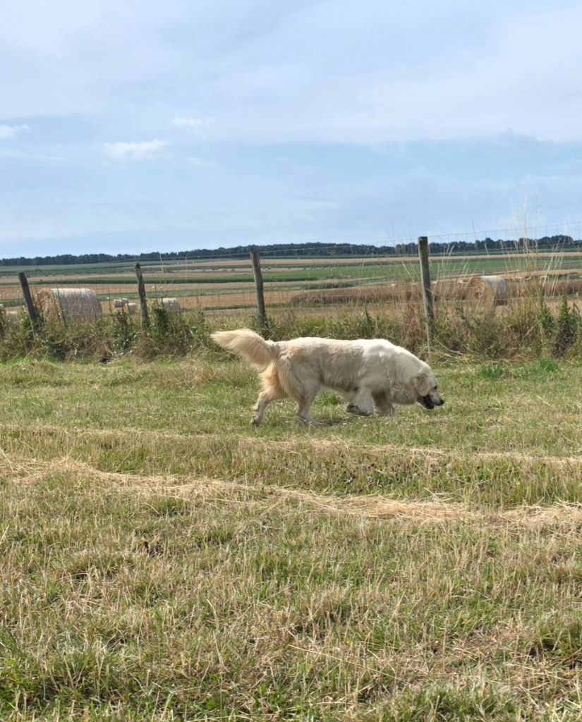 Publication : aux champs du madison Auteur : merlot madison