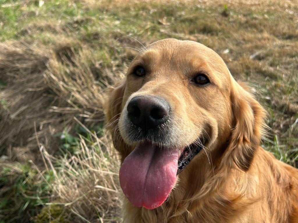 Publication : De L'île Des Câlins Dorés Auteur : L'Ã®le des CÃ¢lins DorÃ©s