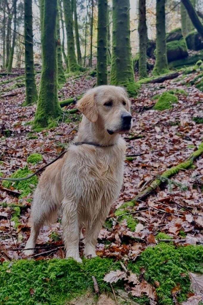 Publication : Ar Bann Heol Auteur : Proprietaire