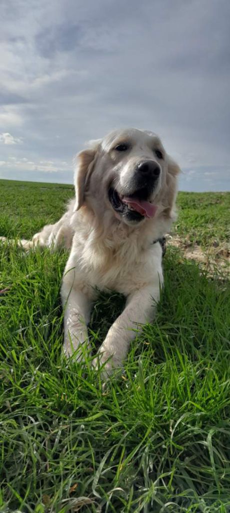 Publication : aux champs du madison Auteur : merlot madison