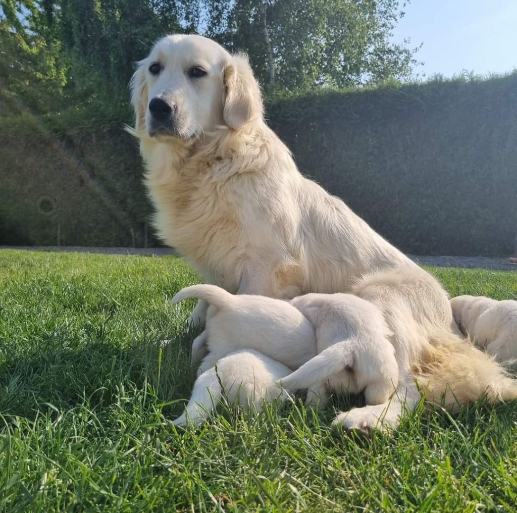 Publication : aux champs du madison Auteur : merlot madison