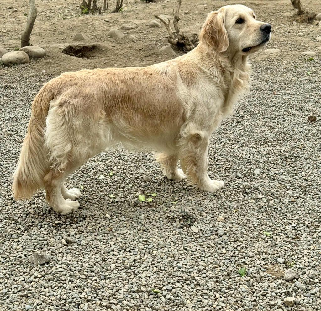 Publication : Angels of Tara Auteur : Angels Of Tara