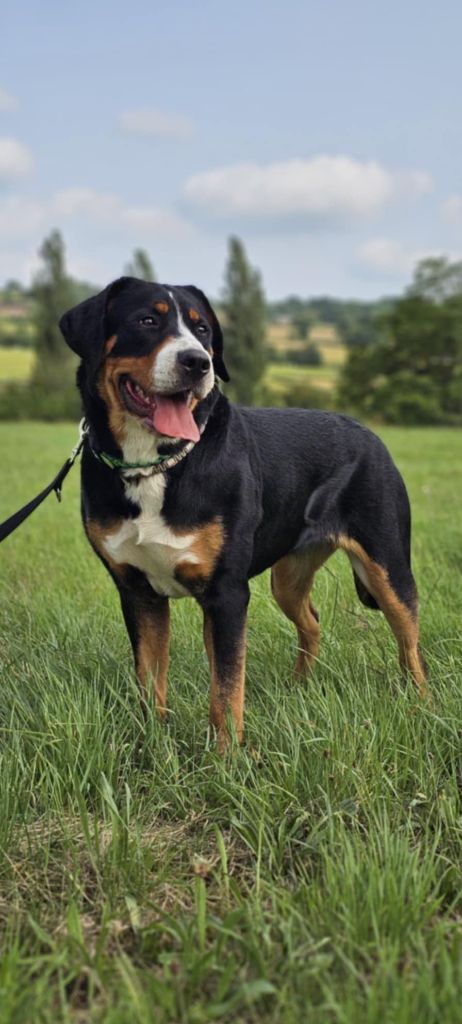 Publication : Yggdrasil Of Nephtys 