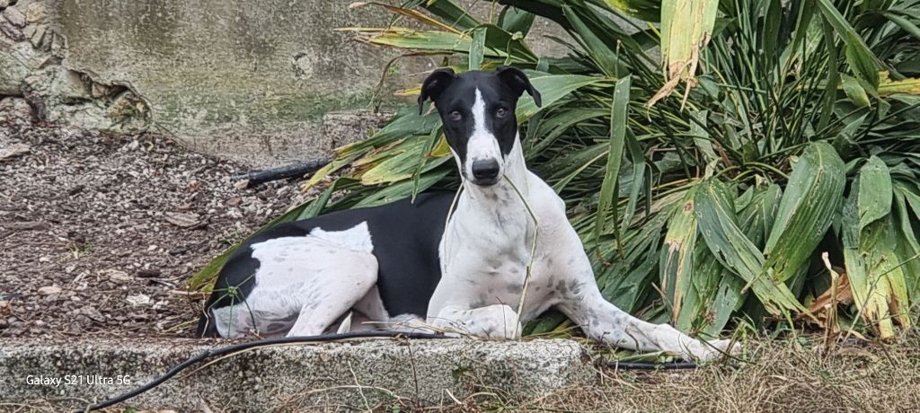 Publication : Des dames du lac Auteur : Des Dames du Lac