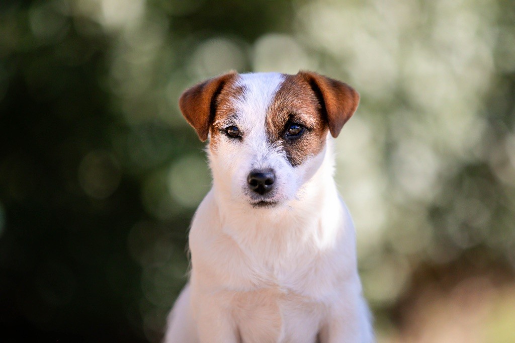 Publication : du Bois de Compiègne 