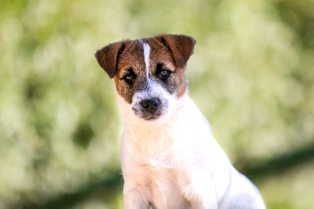 Publication : du Bois de Compiègne 