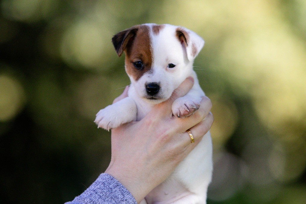 Publication : du Bois de Compiègne 