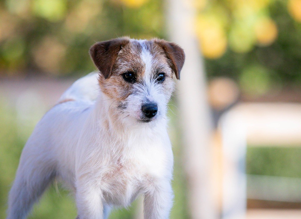 Publication : du Bois de Compiègne 