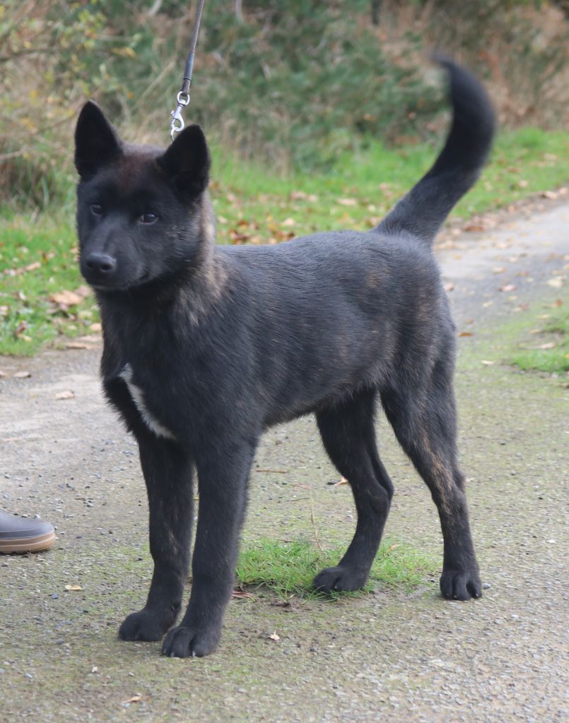 Publication : Des Fideles Akita Ken