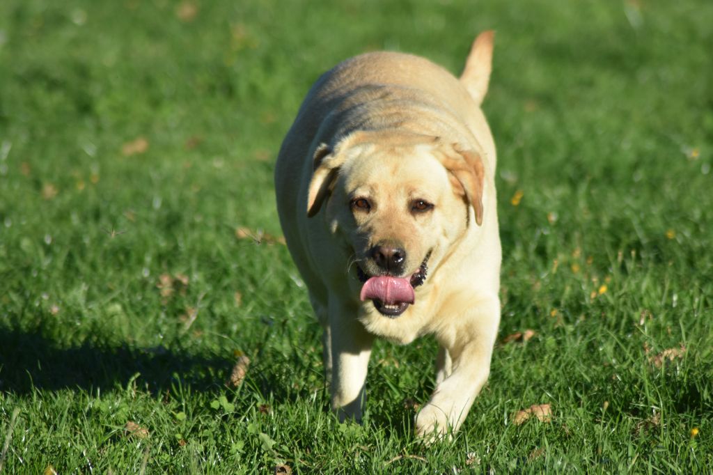 Publication : des Vergers de Taly Auteur : Marjorie Henon