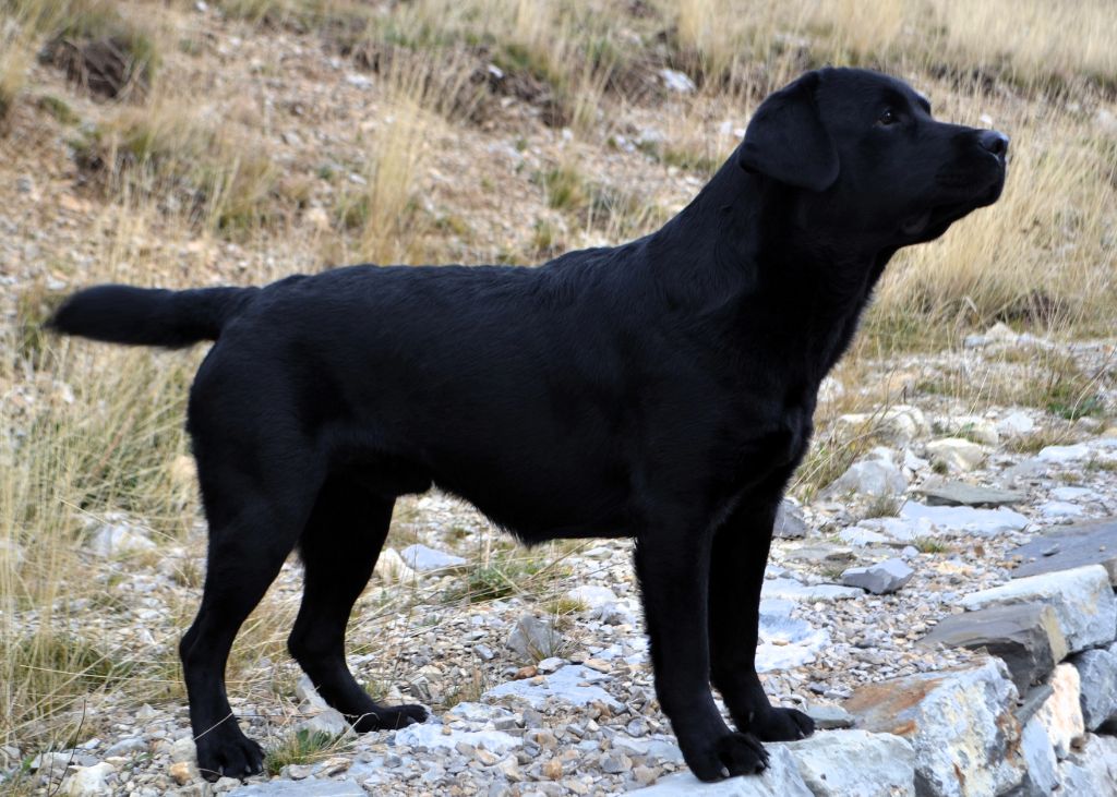 Publication : Des Terres De Balme Auteur : A Morin