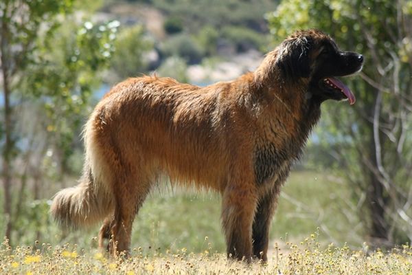 Bombon de la flor entre espinas