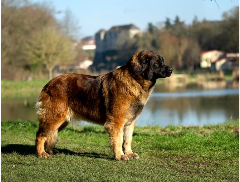 Publication : de la Croix d'Atal Auteur : Margot