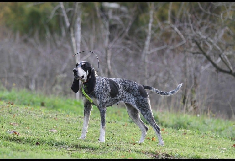 Publication : Des Côteaux De Moissac Auteur : Elevage des côteaux de Moissac