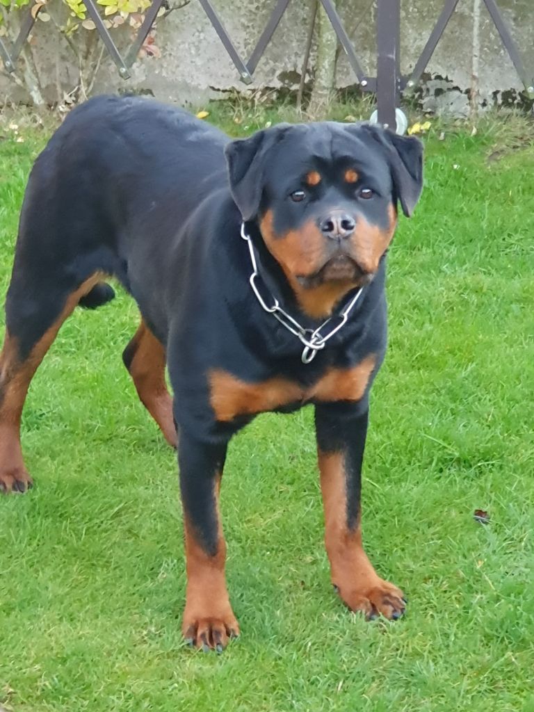 Publication : du champ des louves Auteur : Du Champ des Louves