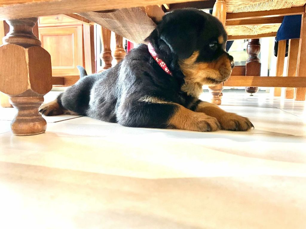 Publication : Engel Schwarz 