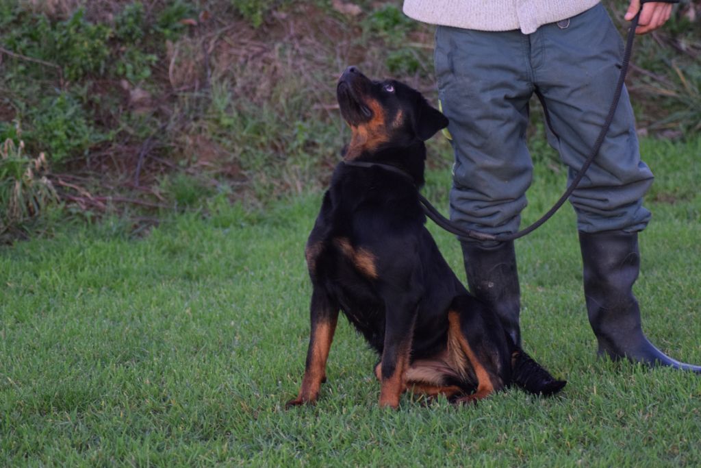 Publication : Of Passion Amstaff 