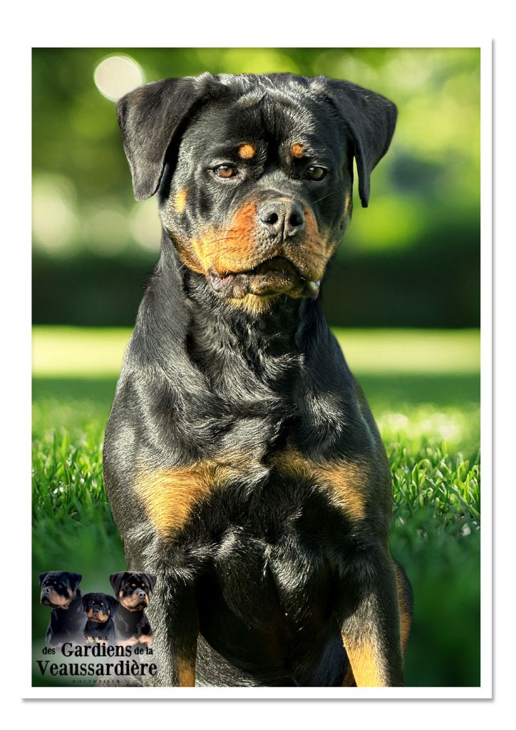 Publication : Des Gardiens De La Veaussardière Auteur : Des Gardiens de la Veaussardière