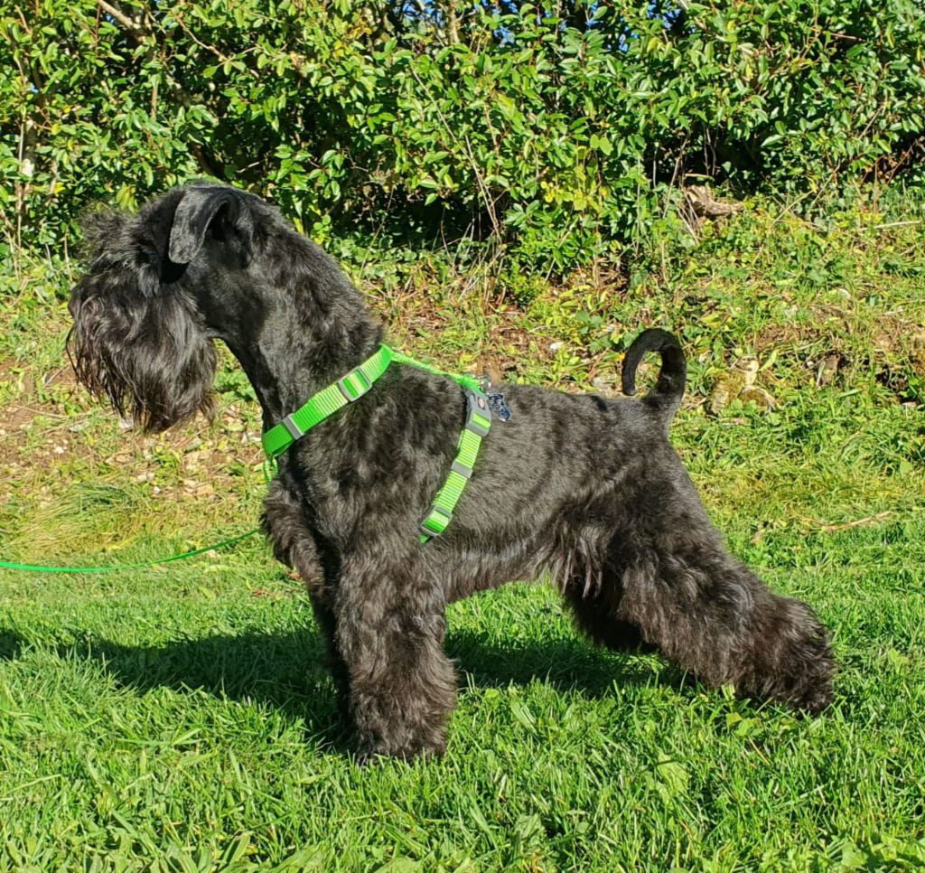 Publication : Des Diamants Noirs D'Also 