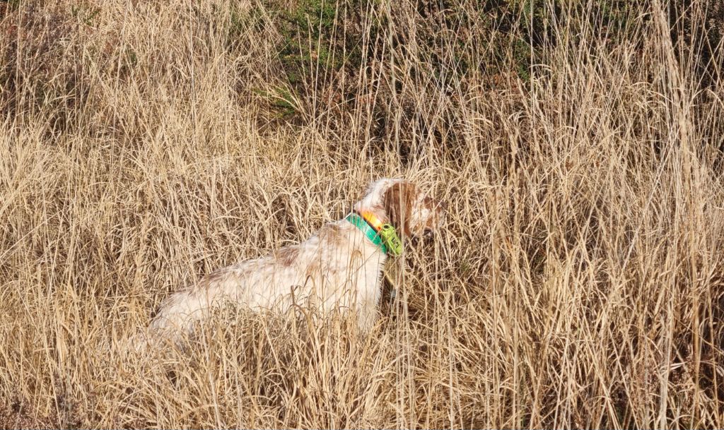 Publication : de la centaurée noire