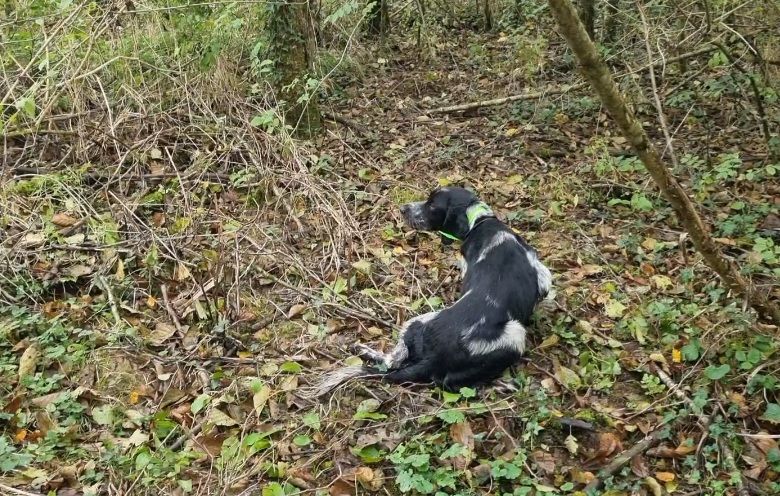 Publication : de la centaurée noire 