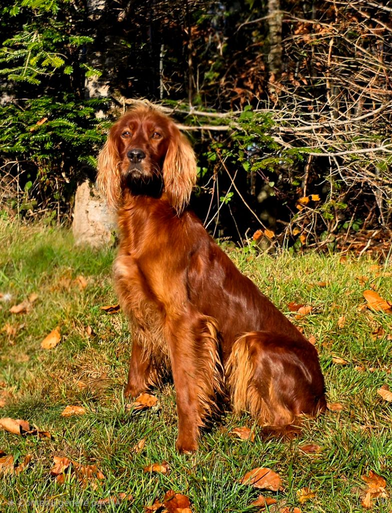 Syntra du Domaine de Criska